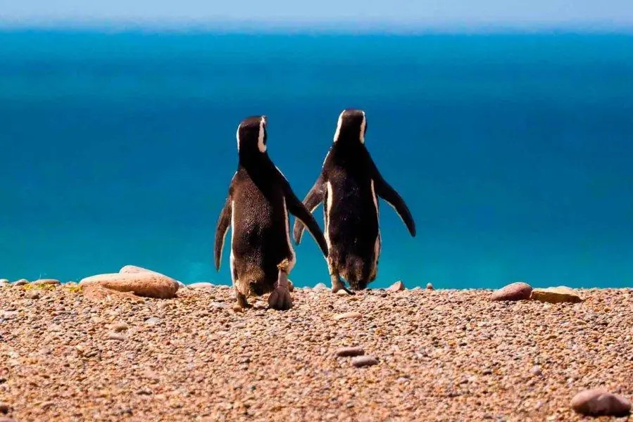 Peninsula Valdes en Auto